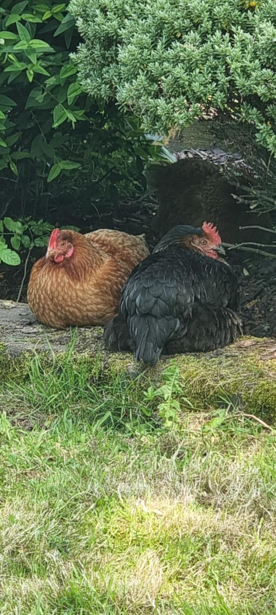 Gites Ferme De La Baie Roz-sur-Couesnon Exterior foto